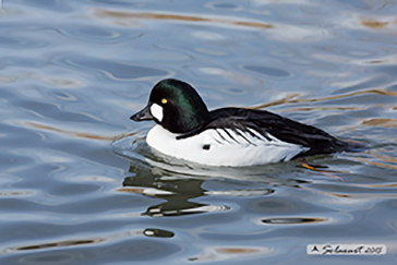 Bucephala_clangula - Quattrocchi