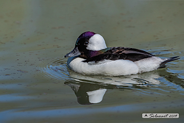 Bucephala albeola - Quattrocchi minore - Bufflehead