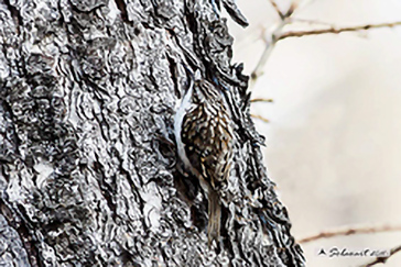 Eurasian Treecreeper, Rampichino alpestre