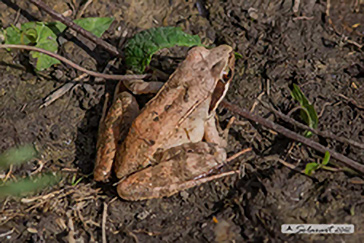 Rana dalmatina