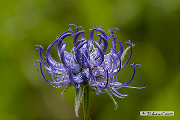 Raponzolo orbiculare - Pytheuma orbiculare