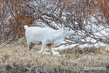 Rangifer tarandus; Renna