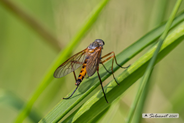 Rhagio montanus