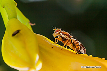 Tephritidae