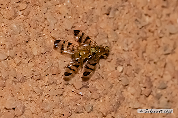 Rhagoletis meigenii