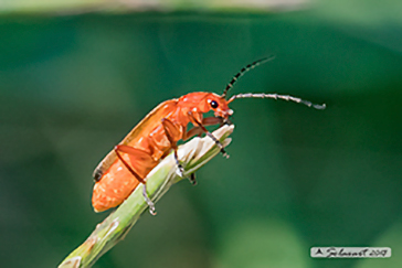 Ordine: Coleoptera; Famiglia :  Cantharidae ; specie: Rhagonycha fulva