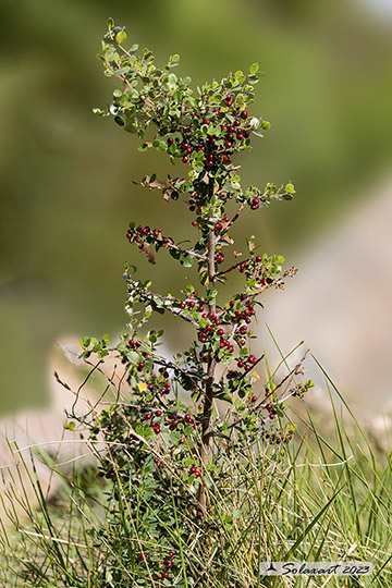 Ribes grossularia - Uva spina