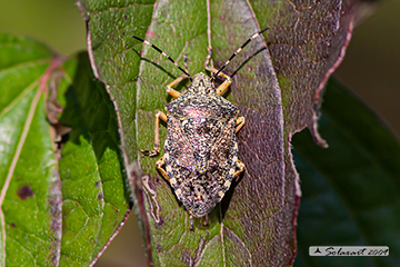 Rhaphigaster nebulosa