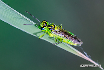 Rhogogaster viridis