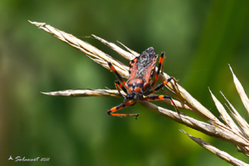 Rhynocoris rubricus