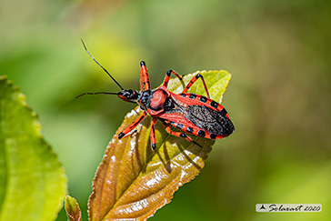 Rhynocoris iracundus