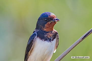 Hirundo rustica - Rondine comune - Barn swallow