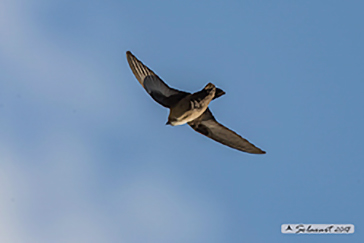 Ptyonoprogne rupestris - Rondine montana - Eurasian crag martin