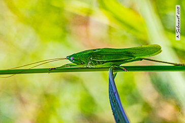 Ruspolia nitidula