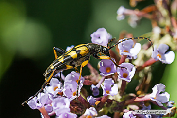 Rutpela maculata
