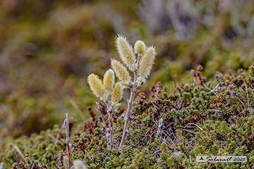 Salix caprea