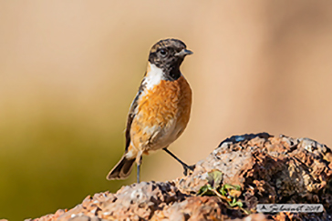 Saxicola torquatus: Saltimpalo; African stonechat