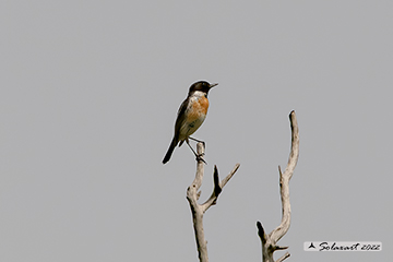 Saxicola rubicola: Saltimpalo europeo; European stonechat