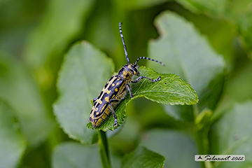Saperda scalaris