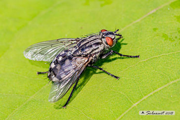 Sarcophaga carnaria