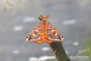 Saturniidae