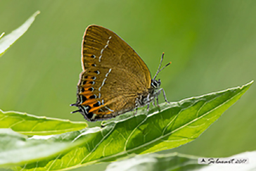 Satyrium pruni