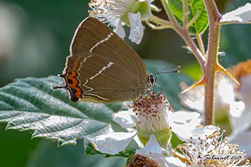 Satyrium w-album