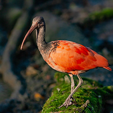 Eudocimus ruber - Ibis scarlatto - Scarlet ibis