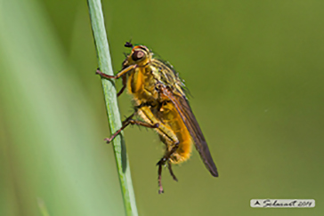 Scathophaga stercoraria