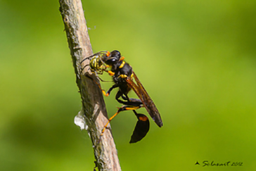Hymenoptera Sphecidae Sceliphron caementarum