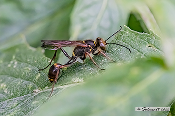Hymenoptera Sphecidae Sceliphron curvatum
