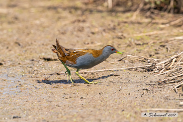 Porzana parva - Schiribilla - Little crake