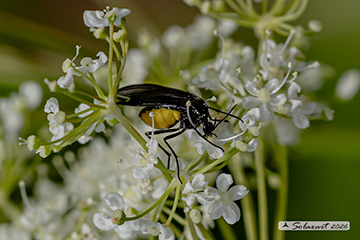 Sciara sp