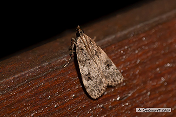 Scoparia ancipitella