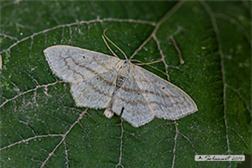 Scopula nigropunctata