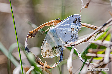 Scopula ornata