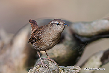 Scricciolo (Troglodytes Troglodytes)