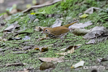 Seiurus aurocapilla