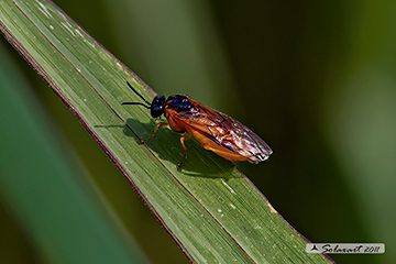 Selandria serva