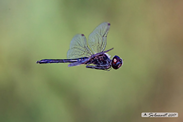 Selysiothemis nigra