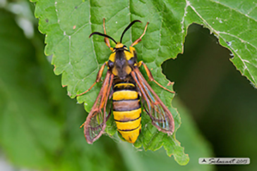 Synanthedon spheciformis - Sesioidea, Sesiidae (Sesidi)