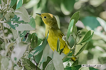 Mangrove Warbler, Setophaga petechia