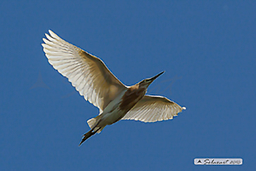 Squacco Heron, Sgarza ciuffetto