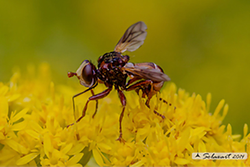 Sicus ferrugineus