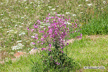 Onobrychis viciifolia - Lupinella comune o Fieno santo