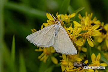 Siona lineata