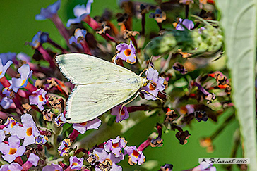 Sitochroa palealis