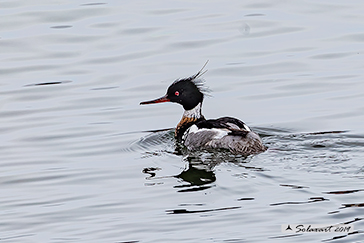 Mergus serrator - Smergo minore - Red-breasted merganser