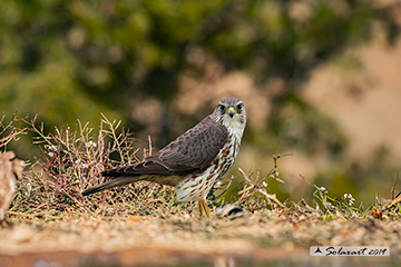 Falco columbarius