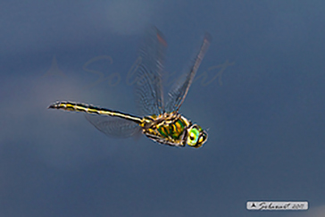 Somatochlora metallica (maschio)